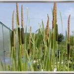Typha Latipholia
