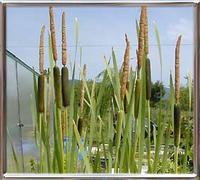 Typha Latipholia