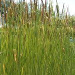 Typha Gracilis