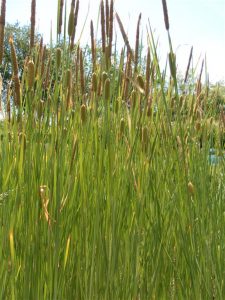 Typha Gracilis