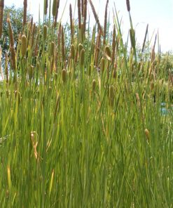 Typha Gracilis