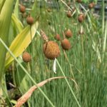 Typha Minima