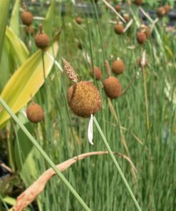Typha Minima