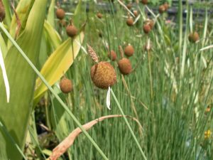 Typha Minima