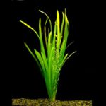 Vallisneria Gigantea