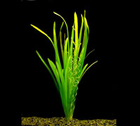 Vallisneria Gigantea