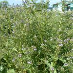 Veronica Beccabunga