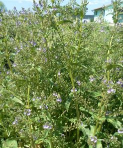 Veronica Beccabunga