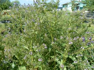 Veronica Beccabunga