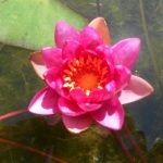 Nymphaea Vesuve