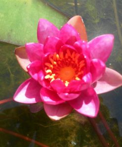 Nymphaea Vesuve