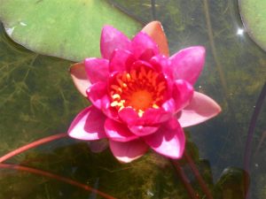 Nymphaea Vesuve