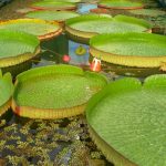 Nymphaea Victoria Amazonica