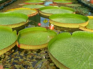 Nymphaea Victoria Amazonica