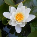 Nymphaea Virginalis