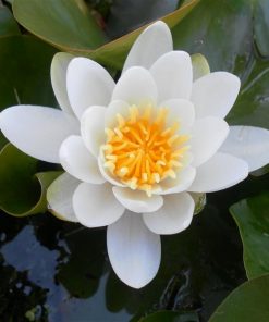 Nymphaea Virginalis