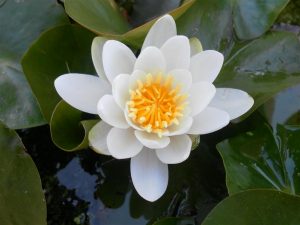 Nymphaea Virginalis