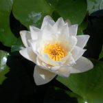 Nymphaea William Doogue