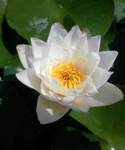 Nymphaea William Doogue