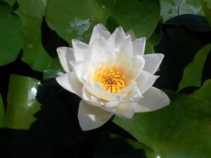 Nymphaea William Doogue