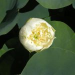 Nelumbo Xuetao