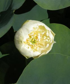 Nelumbo Xuetao
