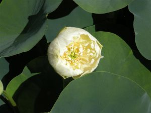 Nelumbo Xuetao