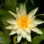 Nymphaea Yellow Sensation