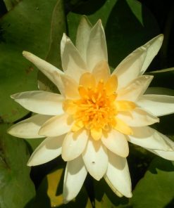 Nymphaea Yellow Sensation
