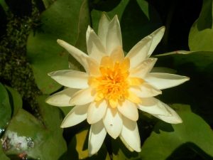 Nymphaea Yellow Sensation