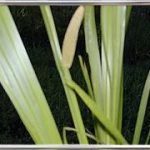 Acorus Calamus