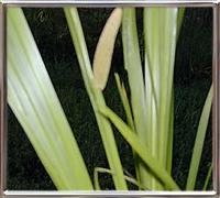Acorus Calamus