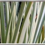 Acorus Calamus Variegatus