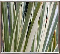 Acorus Calamus Variegatus