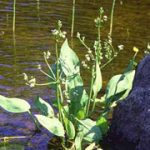 Alisma Plantago Acquatica
