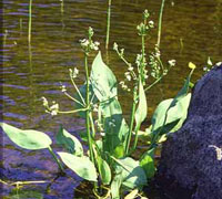 Alisma Plantago Acquatica