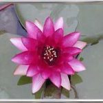 Nymphaea Almost Black