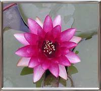 Nymphaea Almost Black