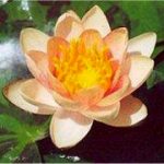 Nymphaea Aurora