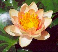 Nymphaea Aurora