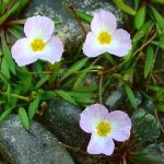 Baldellia Ranunculoides