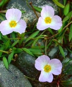 Baldellia Ranunculoides