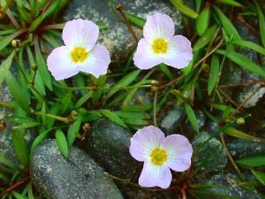 Baldellia Ranunculoides