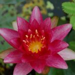 Nymphaea Burgundy Princess