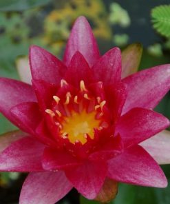 Nymphaea Burgundy Princess