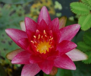 Nymphaea Burgundy Princess