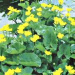 Caltha Polipetala
