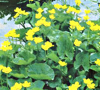 Caltha Polipetala
