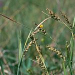 Carex Panicea