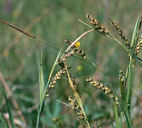 Carex Panicea